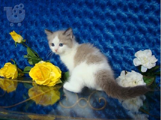 PoulaTo: 5 gorgeous Male/Female Ragdoll kittens AVAILABLE